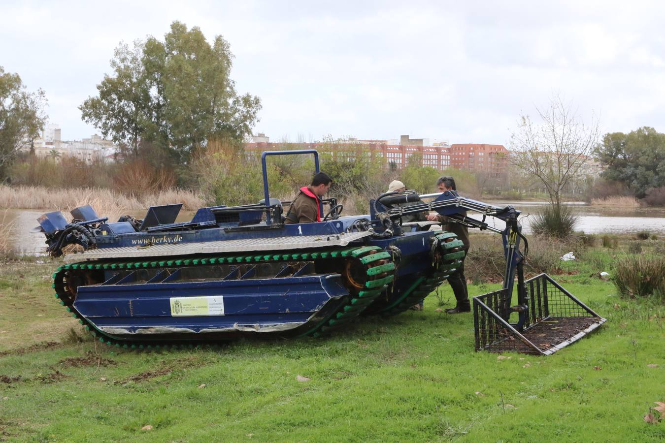 El tramo urbano del Guadiana ha sido tomado por la planta invasora