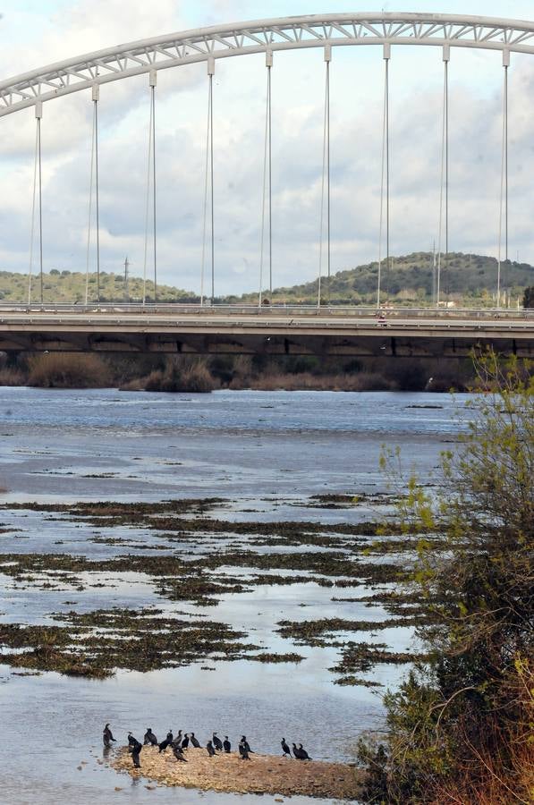 El tramo urbano del Guadiana ha sido tomado por la planta invasora