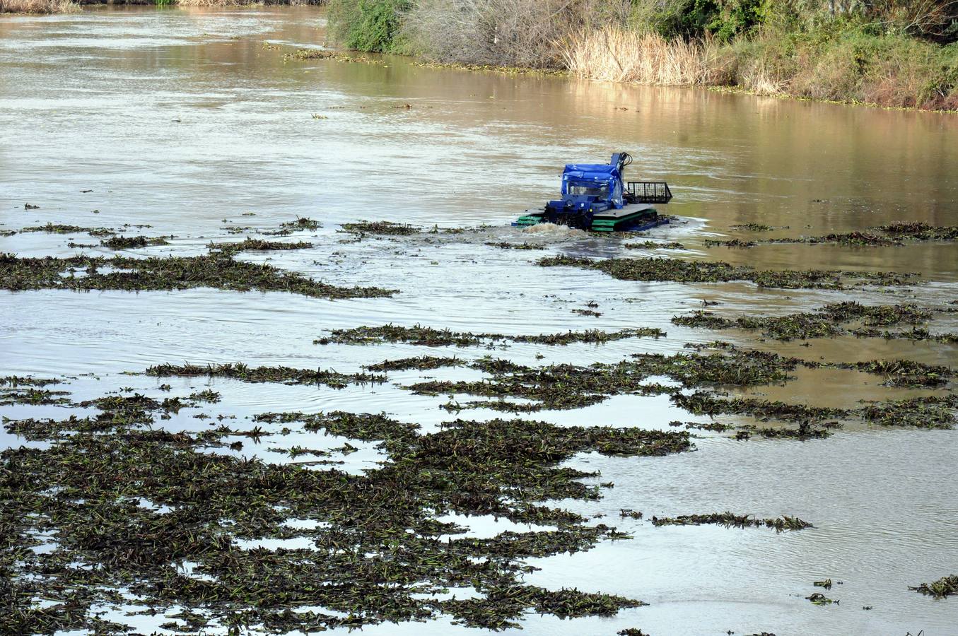 El tramo urbano del Guadiana ha sido tomado por la planta invasora