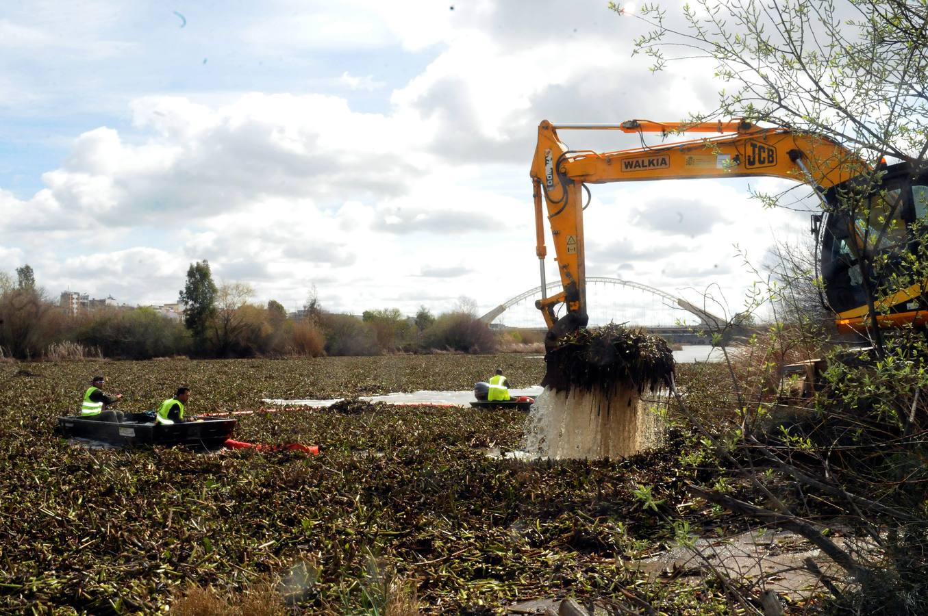 El tramo urbano del Guadiana ha sido tomado por la planta invasora