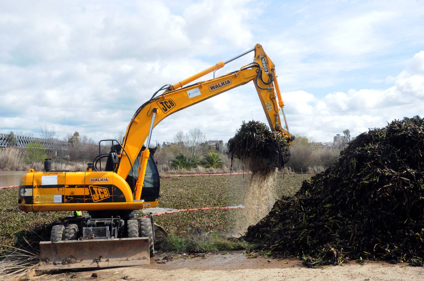 El tramo urbano del Guadiana ha sido tomado por la planta invasora