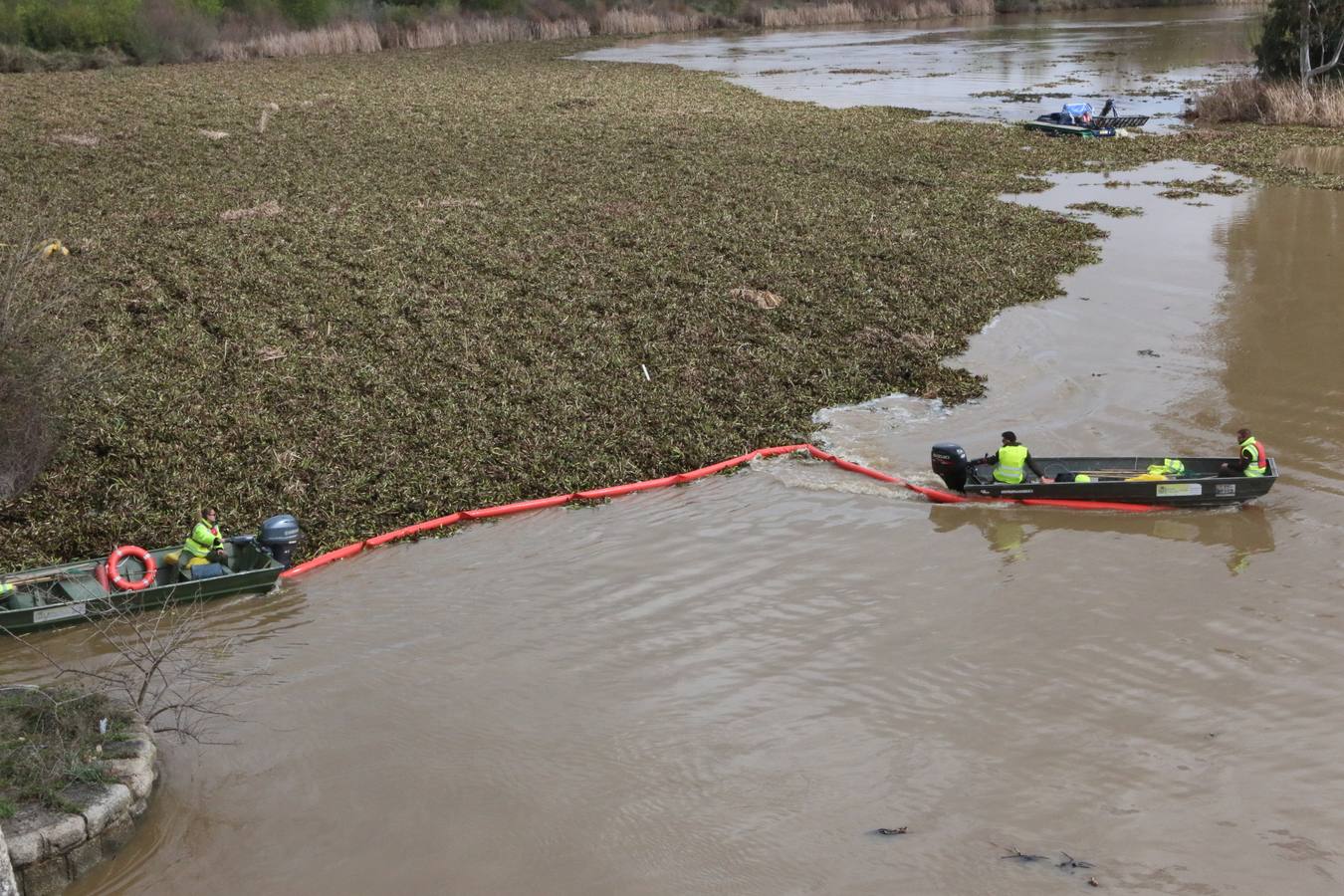 El tramo urbano del Guadiana ha sido tomado por la planta invasora