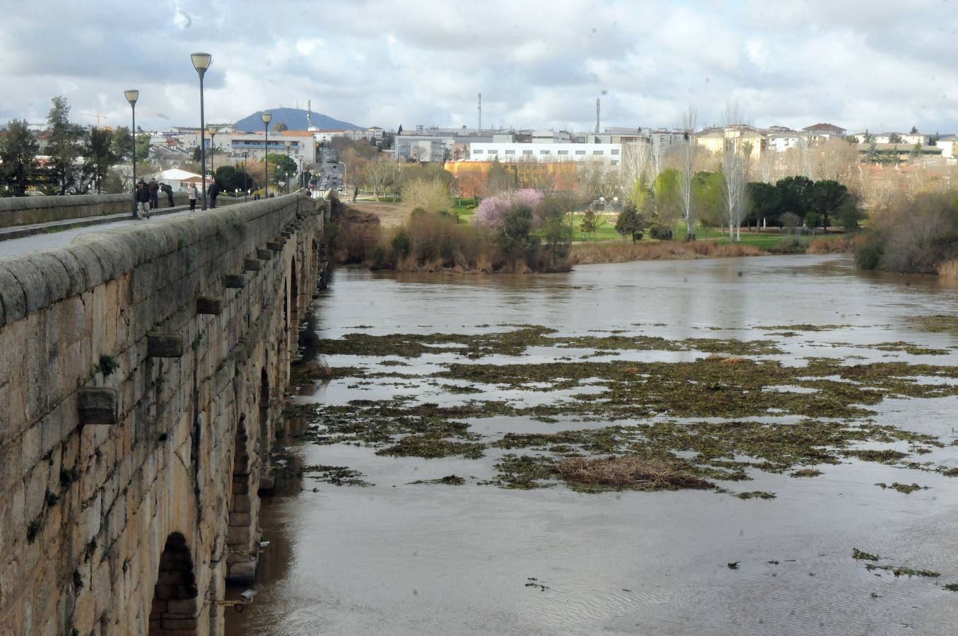 El tramo urbano del Guadiana ha sido tomado por la planta invasora