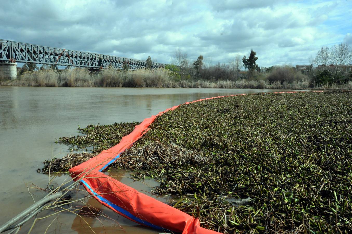 El tramo urbano del Guadiana ha sido tomado por la planta invasora