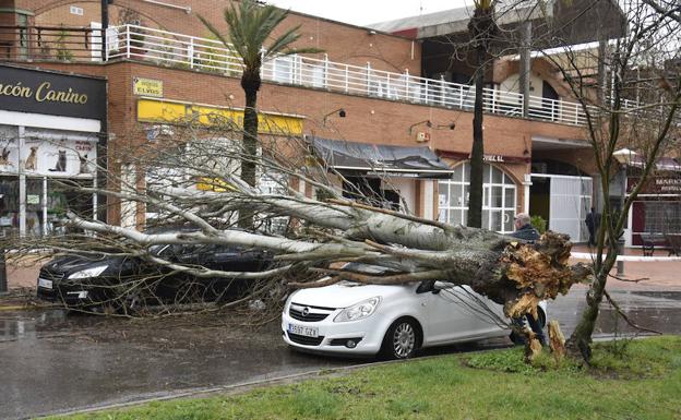 En Badajoz un árbol cayó en la avenida de Elvas sobre dos coches sin causar más daños.