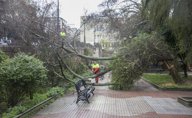 Resultaron dañados varios árboles, uno de ellos en el Paseo de Calvo Sotelo (en la foto).