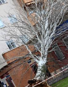 Imagen secundaria 2 - La borrasca tira árboles y tejados y deja un herido en la región