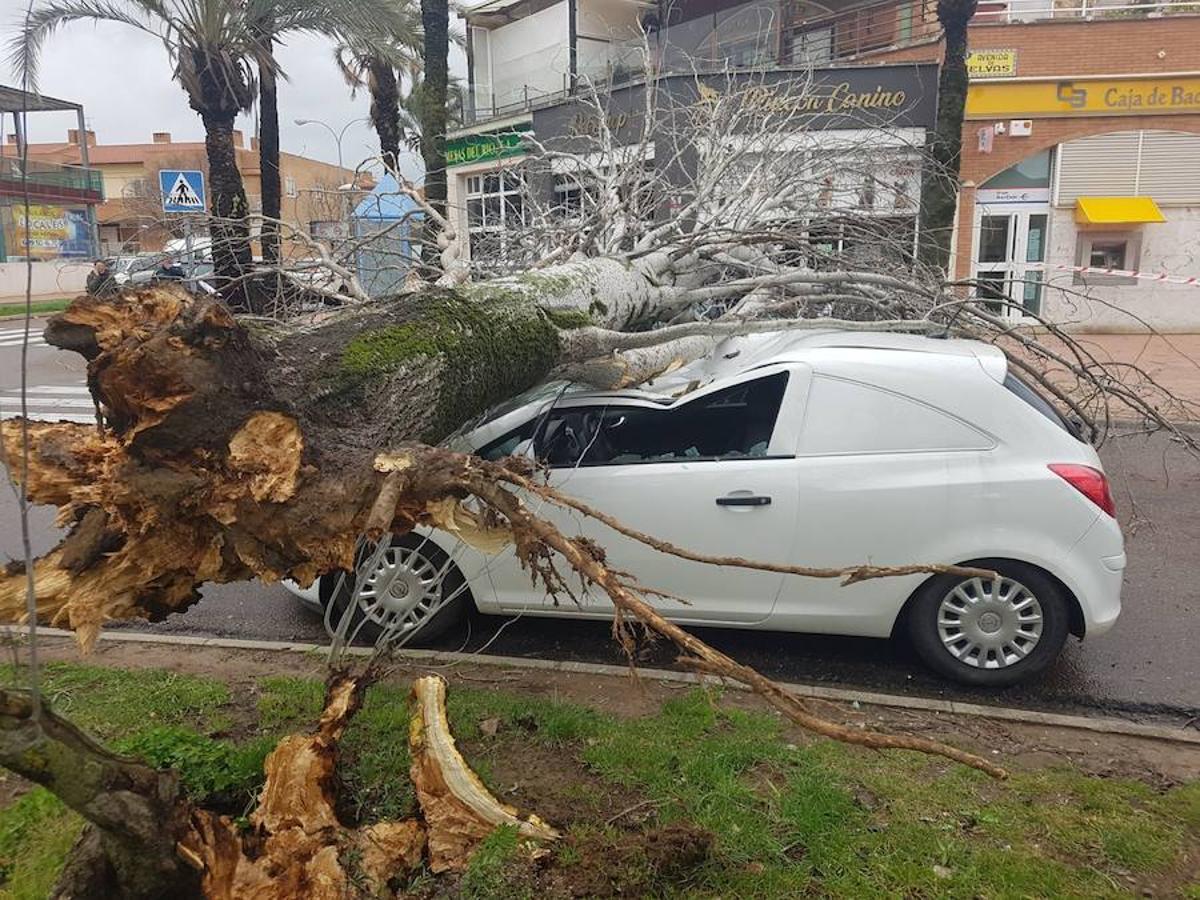 Fotos: Efectos del fuerte viento en Badajoz