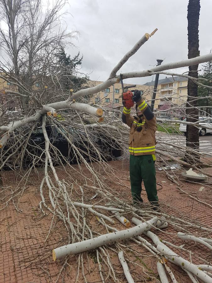 Fotos: Efectos del fuerte viento en Badajoz