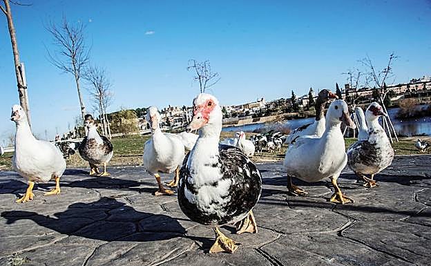 Gansos en el parque del río. :: PAKOPÍ