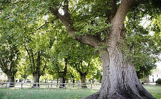 Hoy se conocerá si los olmos de Cabeza de Buey son el Árbol Europeo del Año