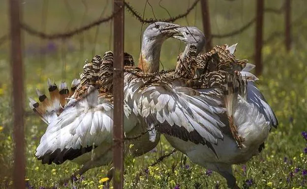 Dos machos de avutarda, las aves voladoras más pesadas del mundo, peleando por la hembra, en los Llanos de Cáceres:: / LIFE+INFONATUR