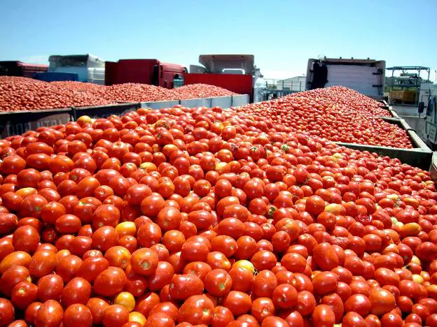 Remolques de tomates. :: hoy