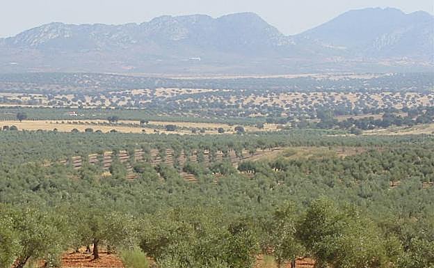 Olivares en Monterrubio de la Serena:: HOY