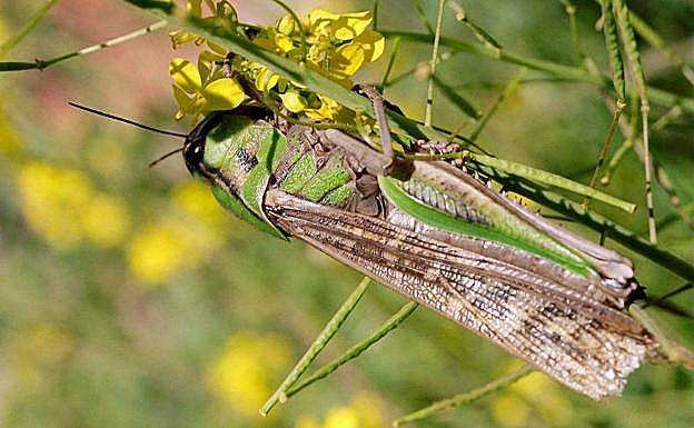 Extremadura inicia la campaña oficial para controlar la langosta mediterránea