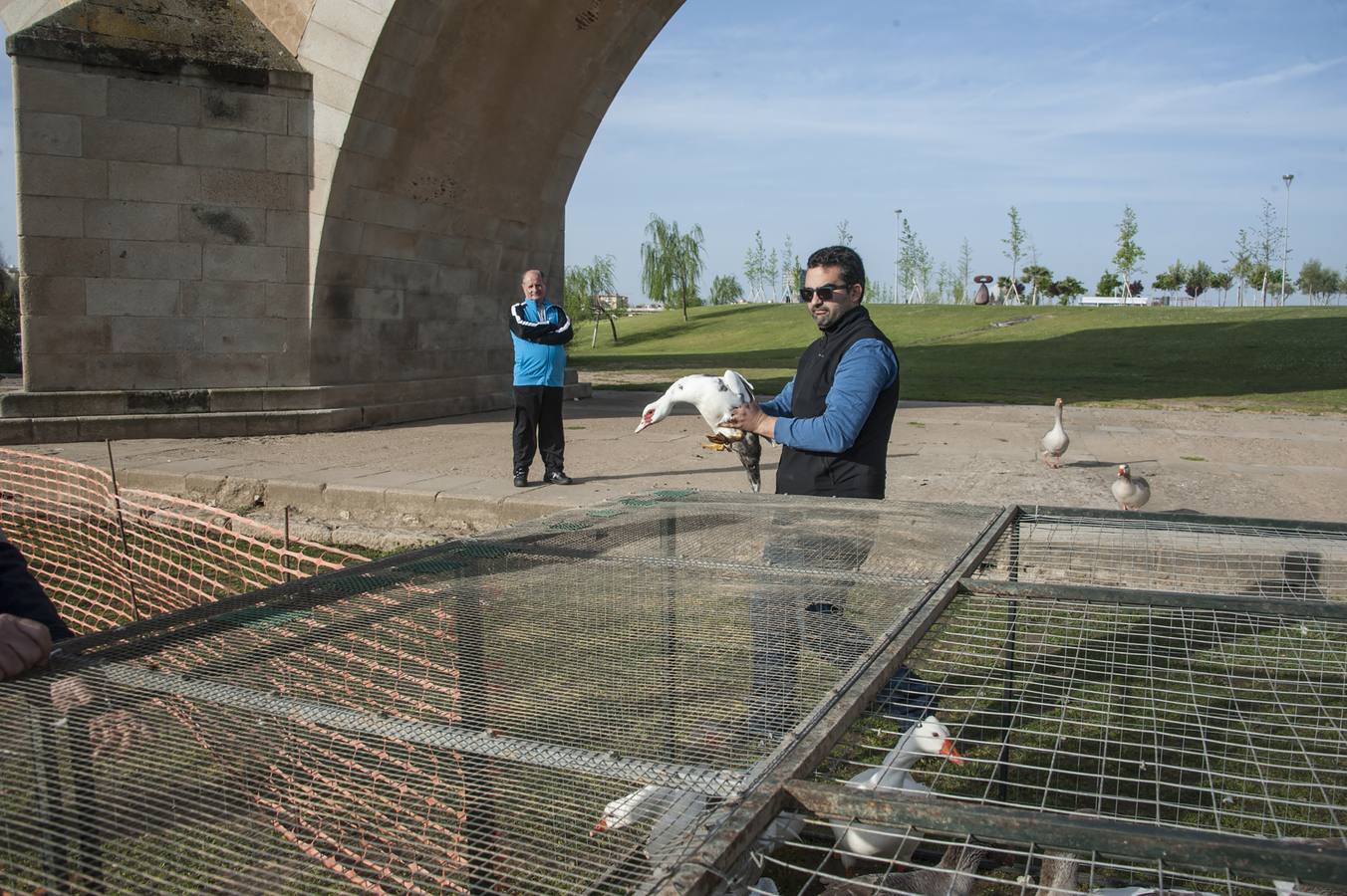 Los primeros 60 gansos capturados irán a las localidades de Riolobos y Maguilla