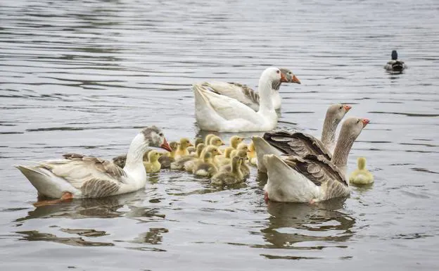 Ya se pueden ver crías de gansos en el parque del río, la población sigue creciendo. :: JOSÉ VICENTE ARNELAS
