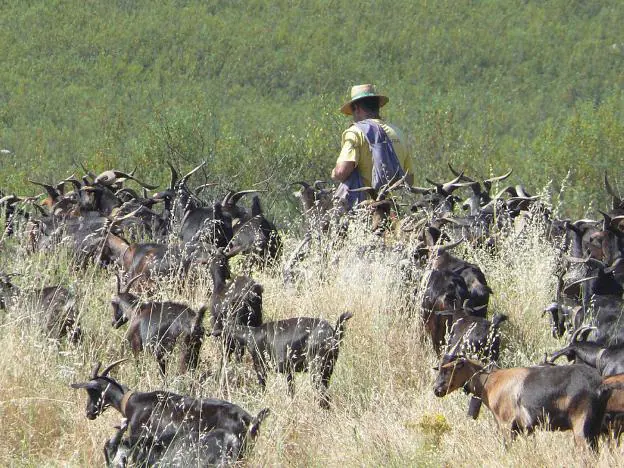 Un pastor con sus cabras, en el norte de la región. :: hoy