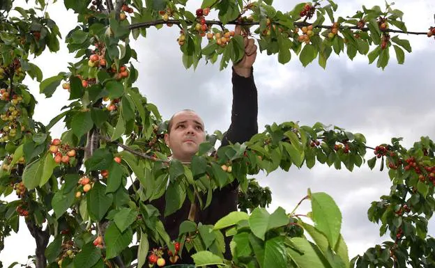 En las primeras semanas de campaña, los trabajadores deben recolectar solo las cerezas que van estando maduras en los árboles. :: D. PALMA