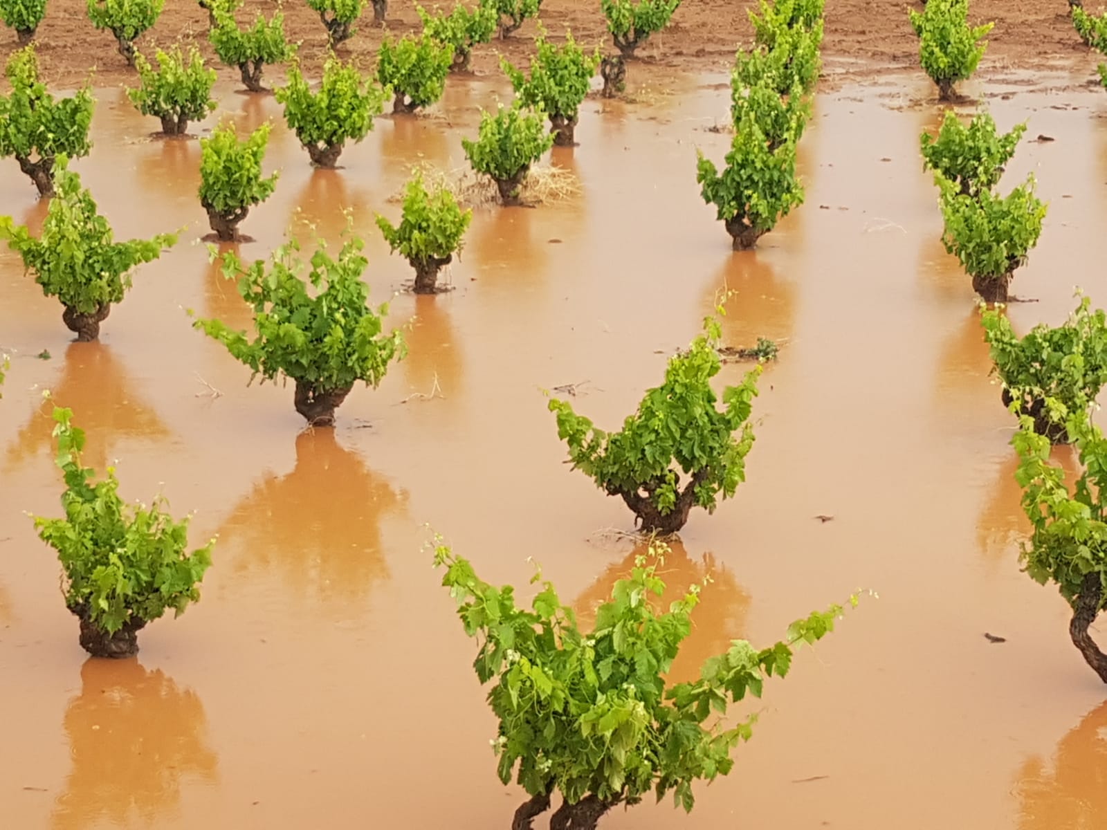 Un fuerte aguacero con granizó ha afectado este domingo cultivos de la localidad pacense