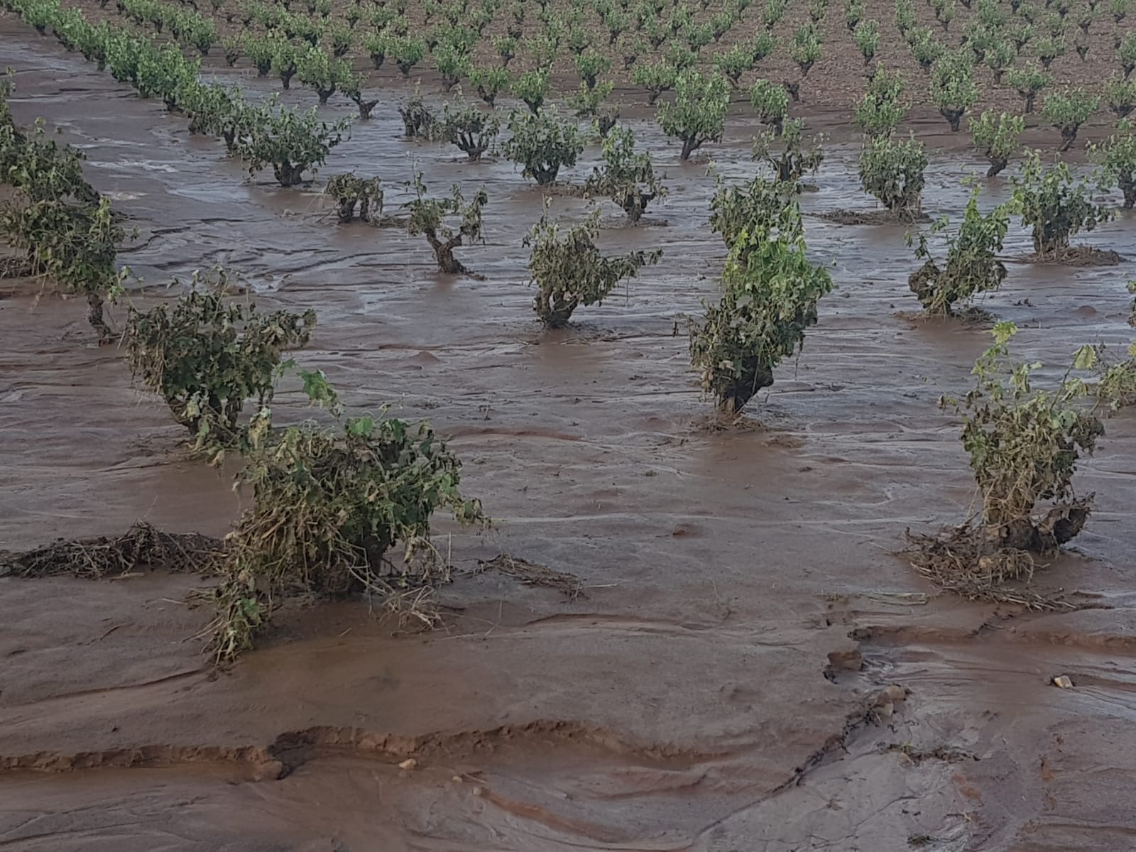 Un fuerte aguacero con granizó ha afectado este domingo cultivos de la localidad pacense
