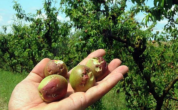 Estado en el que ha quedado la fruta en Arroyo de San Serván.