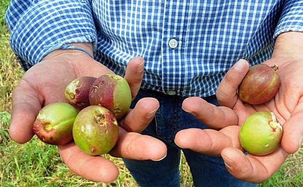 La Junta pedirá la reducción de las peonadas para acceder a los subsidios tras los daños por las tormentas