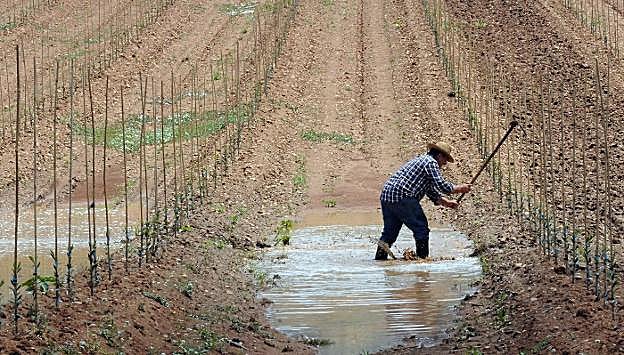 Campo afectado por una granizada la semana pasada. :: HOY