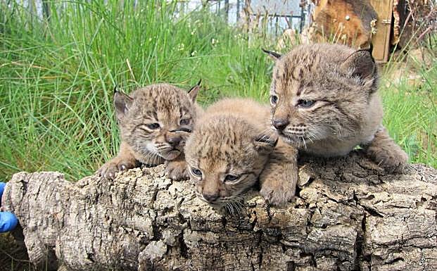 Jerte, Jaraíz y Jarilla fueron los primeros linces nacidos en Extremadura