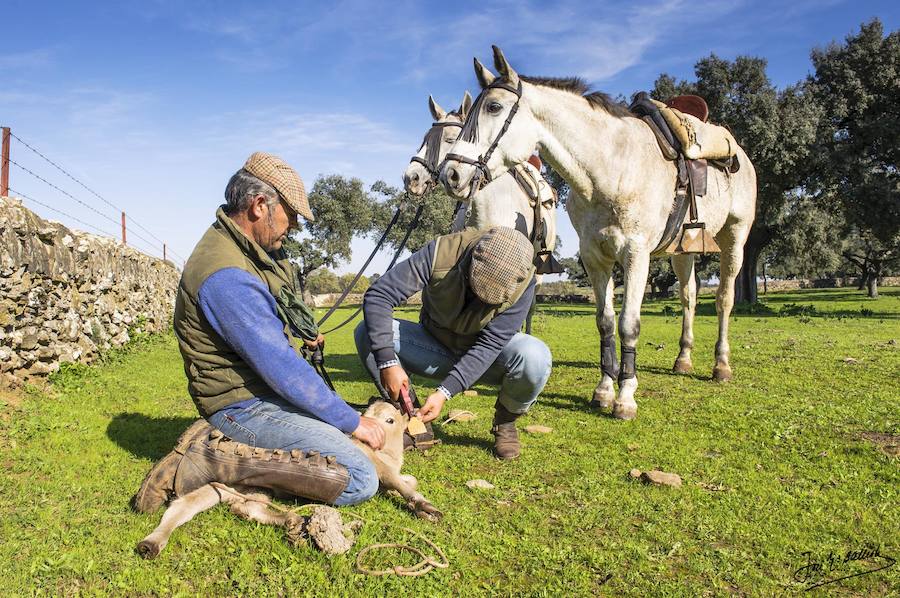 Una finca genera mucha actividad y empleo. En la imagen, Los Arrifes, propiedad de Alejandro Talavante. 