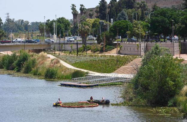 Dos barcas arrastran camalote con una barrera de contención en el tramo urbano . :: C. Moreno