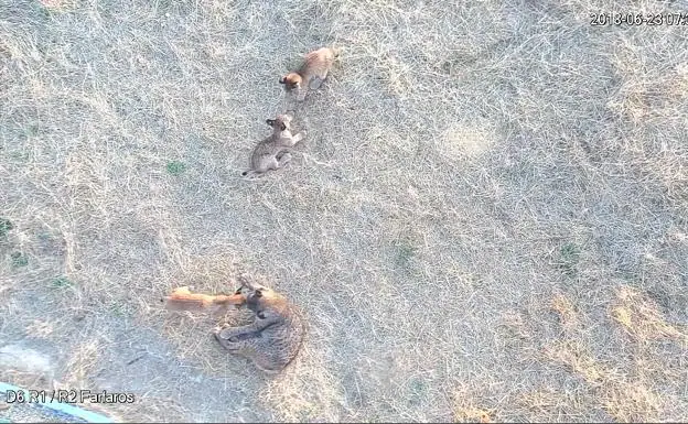 Captura de un vídeo del Programa de Conservación en el que Fárfara está jugando con sus cachorros. 