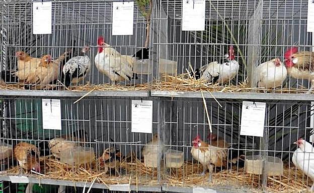 Como una gallina 'Reculá'