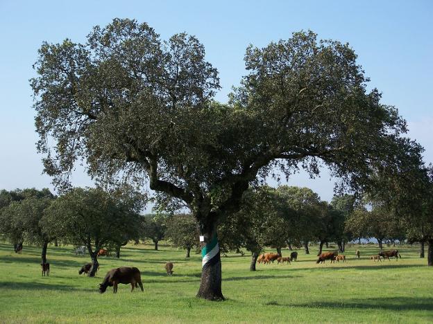 Vacas pastan en la dehesa extremeña. :: HOY