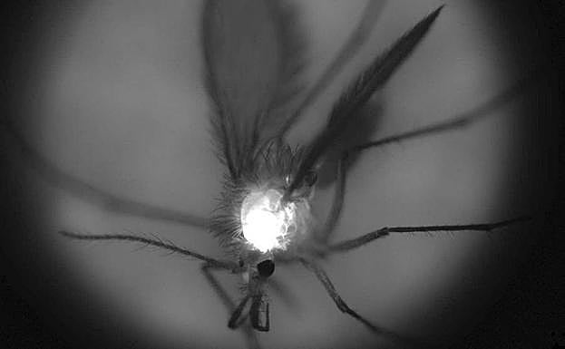 Mosquito flebótomo, que transmite la enfermedad infecciosa.