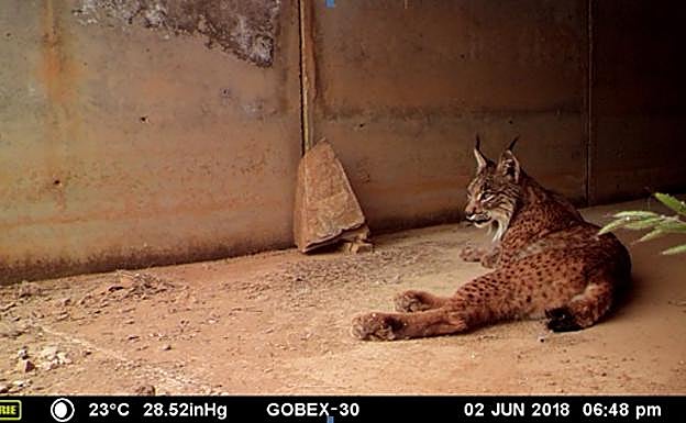 Un lince en un paso a nivel