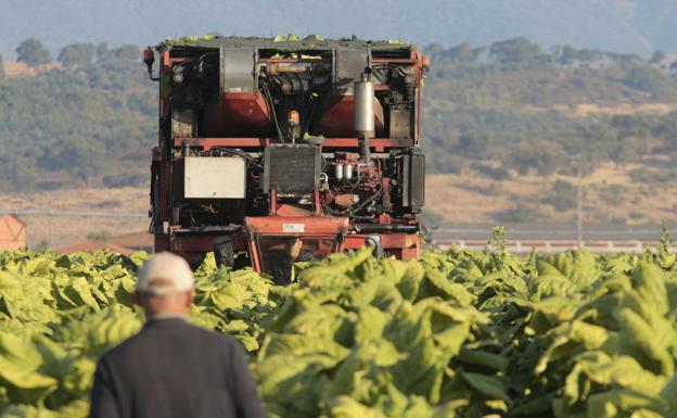 El principal comprador de tabaco extremeño adquirirá 680 toneladas más