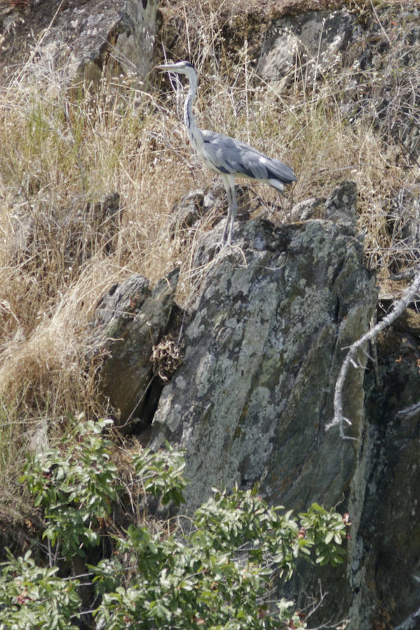 El nuevo tramo navegable permite mirar el Salto del Gitano desde una perspectiva hasta ahora inédita