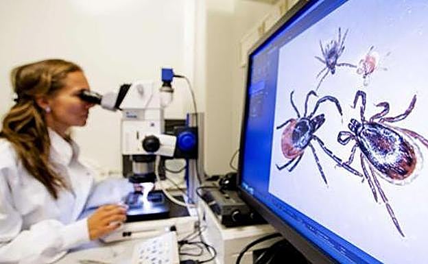 Muere un hombre de 74 años por la fiebre Crimea-Congo tras sufrir una picadura de garrapata en Helechosa de los Montes