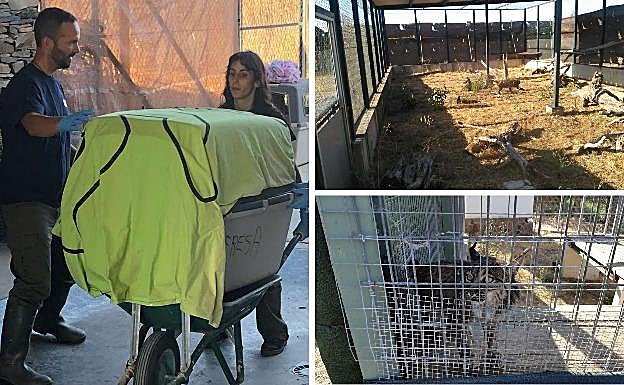 Imagen de los linces en el centro de cría cacereño.