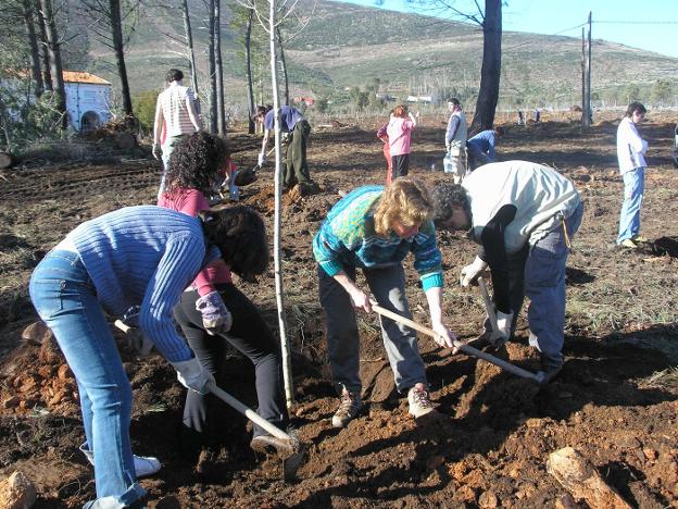 Voluntarios del programa 'Plantabosques' reforestan un bosque del termino municipal de Valencia de Alcántara. :: hoy