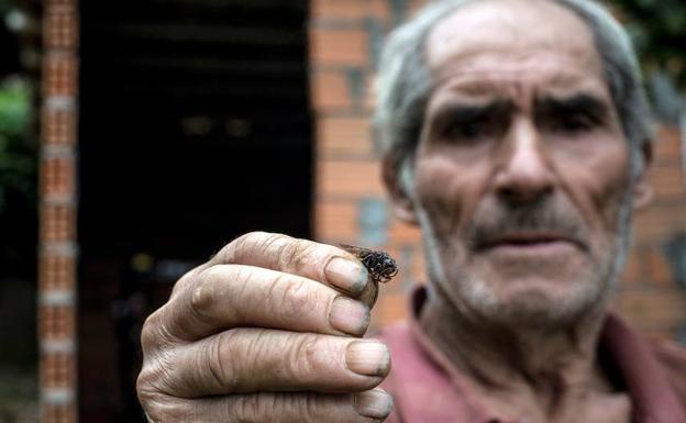 El hermano de la mujer que ha recibido picaduras de avispas velutinas en Orense, muestra el insecto.