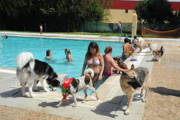 Perros y dueños en la piscina en una de las ediciones anteriores. :: hoy