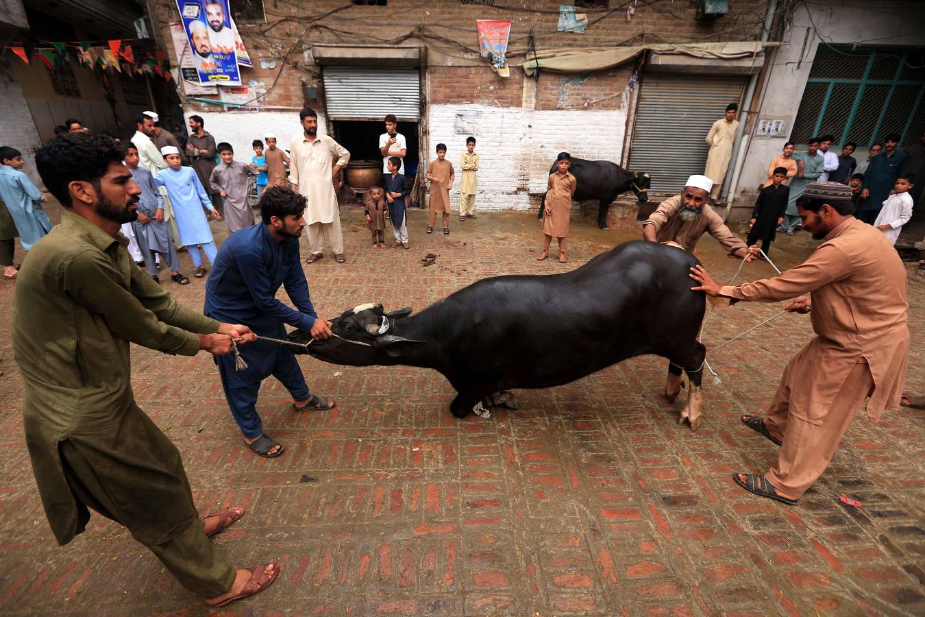 Musulmanes paquistaníes preparan vacas para ser sacrificadas con motivo de las celebraciones del Eid al Adha, o Fiesta del Sacrificio, en Karachi, Pakistán