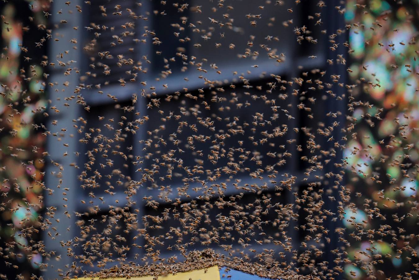 Un enjambre de abejas se aloja en un carrito de perros calientes en Times Square en la ciudad de Nueva York