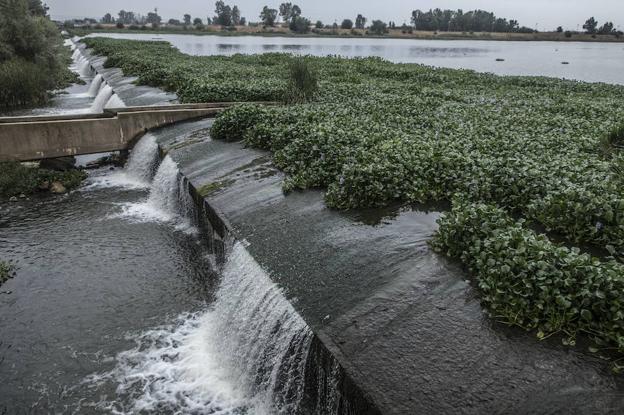 Aspecto que presenta el río Guadiana desde el mirador del azud, repleto de camalote. :: pakopí