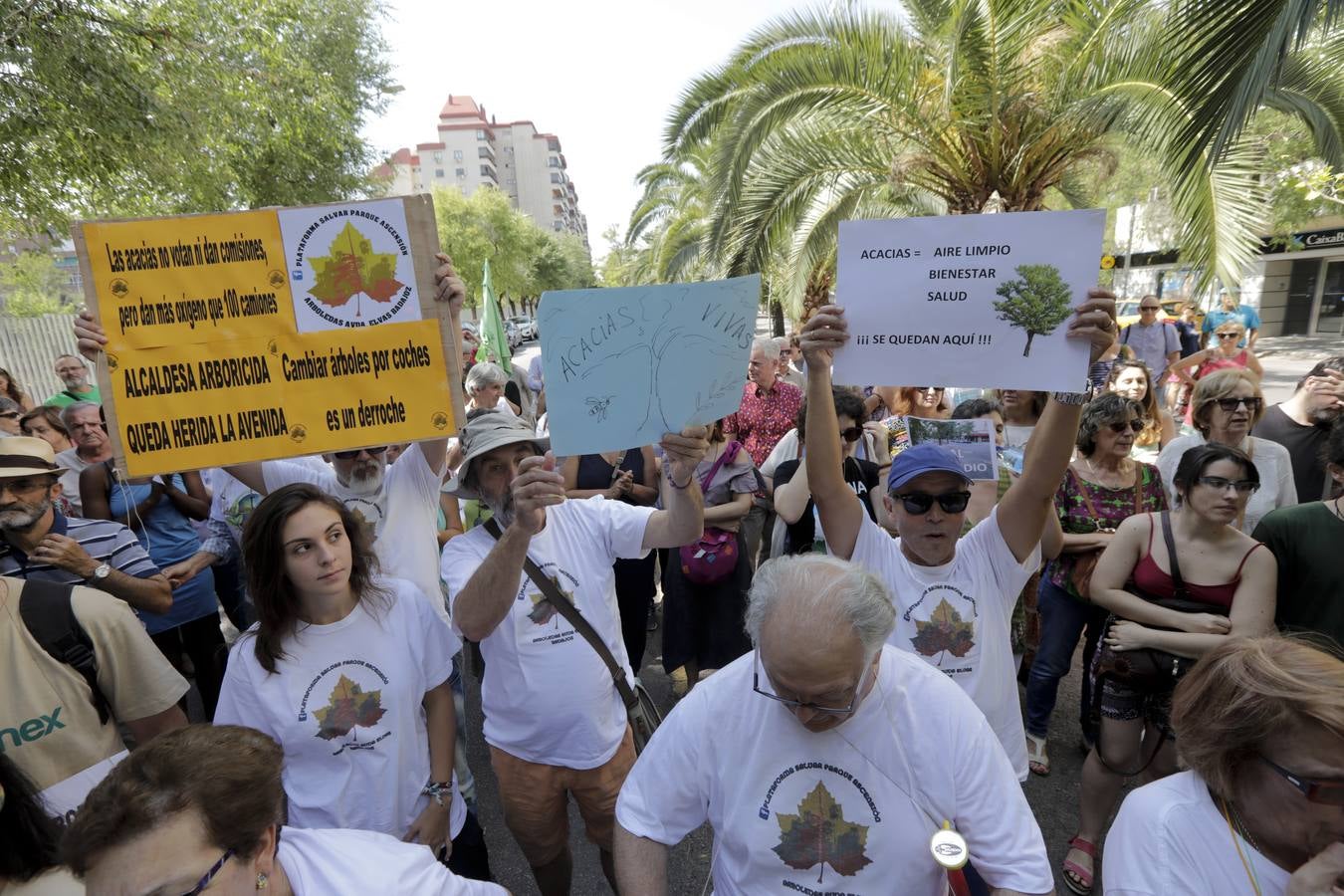 Han pedido que se detenga y reconsidere la reforma de esta avenida que supone retirar del centro de la ciudad a 78 ejemplares