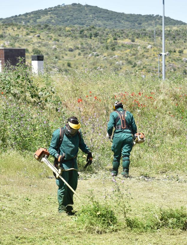 Labores de desbroce en El Berrocal. :: Hoy