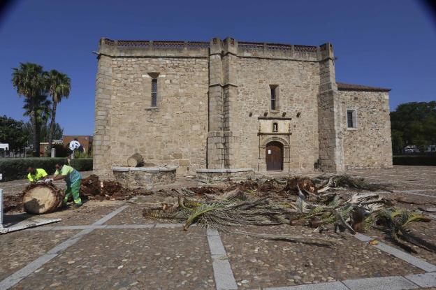 Dos operarios retiran los trozos de palmera tras cortarla. :: J.M. ROMERO