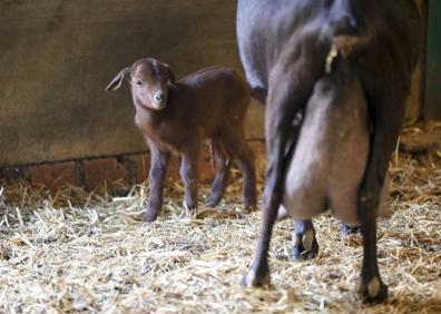 Imagen secundaria 1 - Julián Tena es uno de los ganaderos extremeños de caprino.: